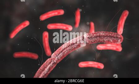 Science photo de la bactérie Escherichia coli, également connu sous le nom d'E. coli, est une bactérie anaérobie Gram-négative, facultative, en forme de tige, sous forme de coli de la g Banque D'Images