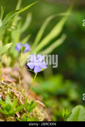 Bleu pervenche Vinca fleurs de printemps dans la forêt Banque D'Images