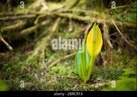 Skunk chou, Lysichiton americanus, croissant le long de la Cascade ranking Trail, Thomas Bay, Alaska du Sud-est, États-Unis. Banque D'Images