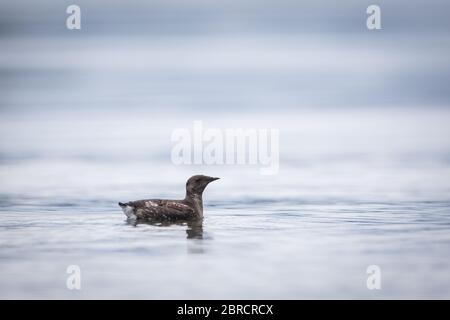 Un murmure de marbré, Brachyramphre marmoratus, naine dans l'eau du port de Hallack, île de Kuiu, Alaska du Sud-est, États-Unis. Banque D'Images