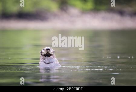 Une loutre de mer, Enhydra lutris, nage dans les eaux du port de Hallack, île de Kuiu, Alaska du Sud-est, États-Unis. Banque D'Images