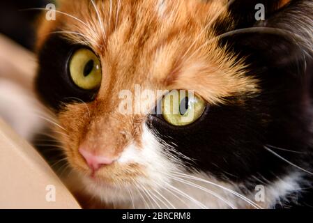 Le chat domestique japonais de queue de cheval regarde dans l'objectif de l'appareil photo. Chat tortue avec les yeux verts Banque D'Images