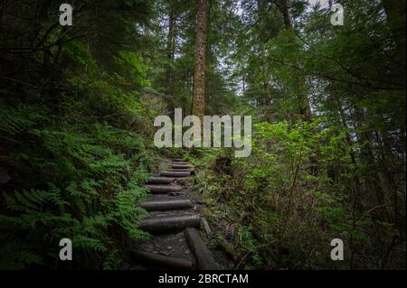 Deer Mountain Trail derrière Ketchikan, Alaska, États-Unis, emmène les randonneurs sur un chemin raide en haut de la montagne à travers la forêt pittoresque. Banque D'Images