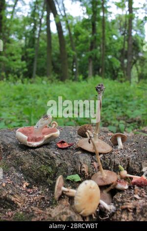 Champignons et pommes séchées sur une souche dans la forêt. Gâteries pour les oiseaux et les animaux sauvages Banque D'Images