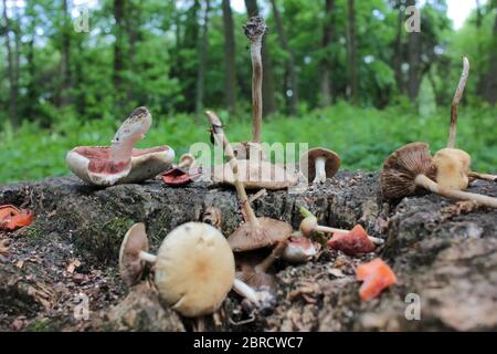 Champignons et pommes séchées sur une souche dans la forêt. Gâteries pour les oiseaux et les animaux sauvages Banque D'Images