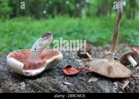 Champignons et pommes séchées sur une souche dans la forêt. Gâteries pour les oiseaux et les animaux sauvages Banque D'Images