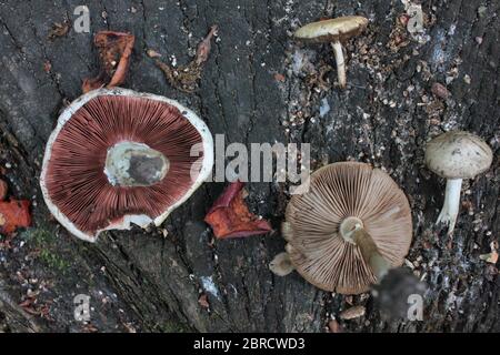 Champignons et pommes séchées sur une souche dans la forêt. Gâteries pour les oiseaux et les animaux sauvages Banque D'Images