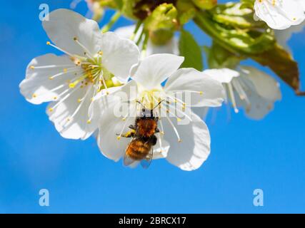 L'abeille minière de Tawny (Andrena fulva), femelle, sur les fleurs de la cerise sauvage (Prunus avium), Basse-Saxe, Allemagne Banque D'Images