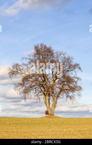 Aulne noir (Alnus glutinosa) en automne, arbre solitaire, Alb souabe, Bade-Wurtemberg, Allemagne Banque D'Images