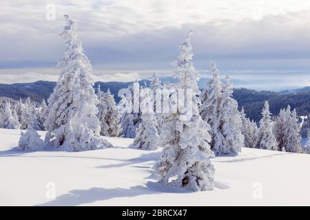 Sapins enneigés, région de Feldberg, Forêt Noire, Bade-Wurtemberg, Allemagne Banque D'Images
