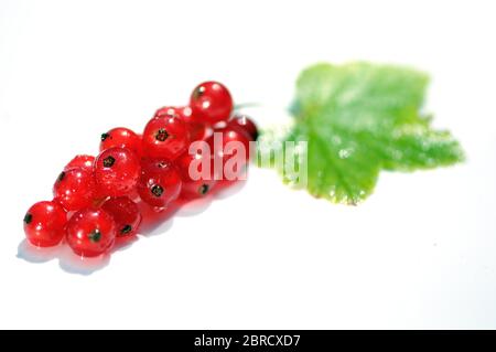 Rouge Currant, photographie de nourriture, studo tourné, fond blanc, Allemagne Banque D'Images