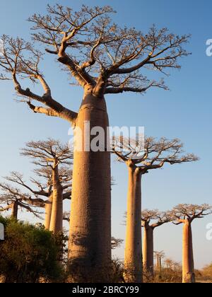 Grandidier's Baobabs (Adansonia grandidieri), Avenue près de Morondava, région de Menabe, côte ouest, Madagascar Banque D'Images