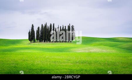 Groupe d'arbres cyprès (Cupressus) dans le champ vert, près de San Quirico d'Orcia, Val d'Orcia, Toscane, Italie Banque D'Images