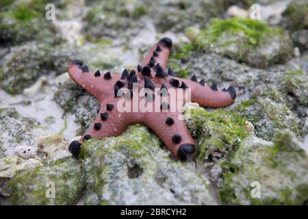 Starfish à puce au chocolat (Protoreaster nodosus) sur des rochers à marée basse, Panglao, Visayas Central, Philippines Banque D'Images