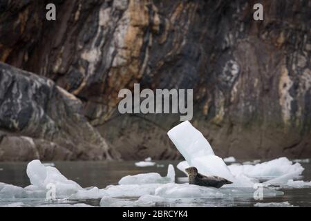 Les phoques du port, Phoca vitulina, s'envollent sur des icebergs vêlis du glacier South Sawyer, flottant sur le fjord Tracy Arm, dans le sud-est de l'Alaska, aux États-Unis. Banque D'Images