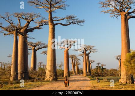 Grandidier's Baobabs (Adansonia grandidieri), enfants marchant dans l'avenue près de Morondava, région de Menabe, côte ouest, Madagascar Banque D'Images