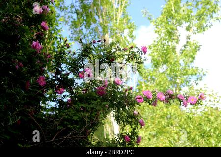 Les bourgeons poussent au printemps, la sève s'élève des racines aux branches les feuilles, les tiges et les fleurs de l'arbre se désillent et poussent en été de nouveaux bourgeons arbres verts. Banque D'Images