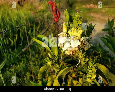 Verdure avec fleurs le point numéro un comme la plus belle fleur en raison de sa beauté intemporelle. Un symbole international d'amour et de romance. Banque D'Images