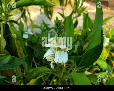 Verdure avec fleurs blanches le point numéro un comme la plus belle fleur en raison de sa beauté intemporelle. Un symbole international d'amour et de romance. Banque D'Images