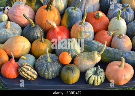 Citrouilles et escashs d'hiver, récolte d'automne Banque D'Images