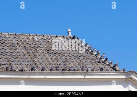 Les pigeons sont assis sur des tuiles grises au-dessus de la gouttière d'une maison, contre un ciel bleu. Banque D'Images