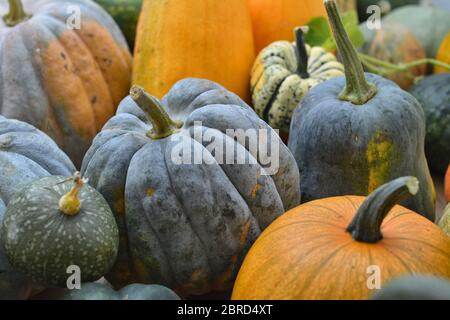 Groupe de variétés de citrouilles Banque D'Images