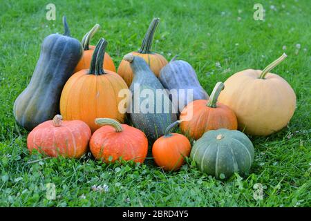 Citrouilles colorées et courge récolte d'automne. Différentes variétés Banque D'Images