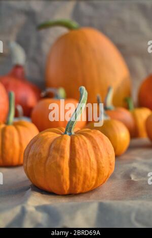 Citrouilles d'automne en plein soleil Banque D'Images