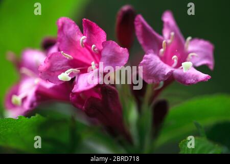 Gros plan des bourgeons rouges de Bristol Ruby Weigela. Branche fleurie de Weigela Bristol Ruby humide. Banque D'Images