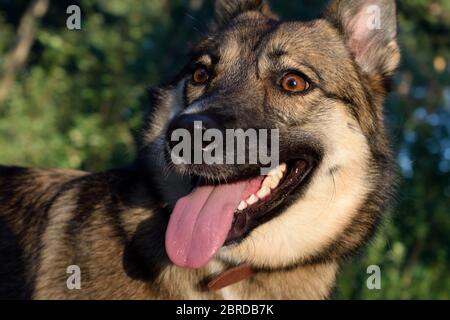Chien Mongrel heureux de regarder dans le parc Banque D'Images