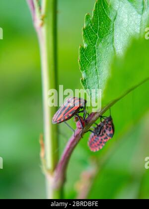 Graphosoma lineatum italicum, insecte rayé de bouclier Banque D'Images