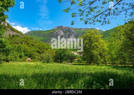 Vaches brunes paissant devant le pic des Calames, lieu d'escalade avec château au sommet, Ariège, Pyrénées françaises, Pyrénées, France Banque D'Images