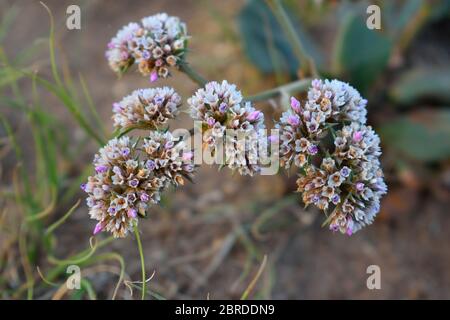 Petites belles fleurs poussant sur l'île d'Olkhon, lac Baikal, Russie Banque D'Images