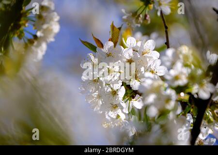 Une branche de fleurs blanches fleuries au printemps. Arrière-plan flou de bokeh avec faible profondeur de champ Banque D'Images