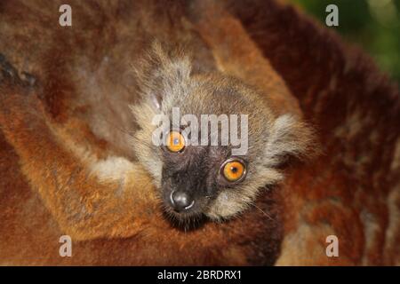 Bébé citron noir sur le dos de la mère, (Eulemur macaco), île de Nosy Komba, Madagascar. Banque D'Images