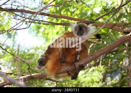 Bébé citron noir sur le dos de la mère, (Eulemur macaco), île de Nosy Komba, Madagascar. Banque D'Images