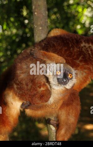 Bébé citron noir sur le dos de la mère, (Eulemur macaco), île de Nosy Komba, Madagascar. Banque D'Images