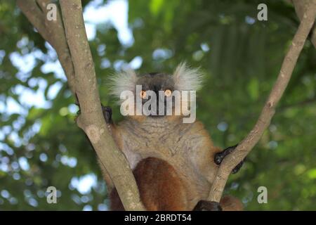 Bébé citron noir sur le dos de la mère, (Eulemur macaco), île de Nosy Komba, Madagascar. Banque D'Images