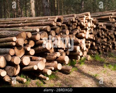 Pile de grumes dans une forêt de pins près de Brietlingen, Niedersachsen, Allemagne. Banque D'Images