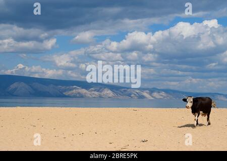 Une vache noire et blanche marcher sur la plage près du village de Khuzhir sur l'île d'Olkhon, lac Baikal, Russie Banque D'Images