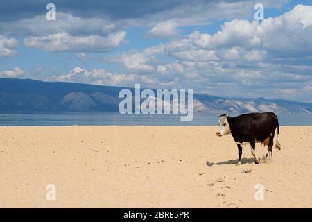 Une vache noire et blanche marcher sur la plage près du village de Khuzhir sur l'île d'Olkhon, lac Baikal, Russie Banque D'Images