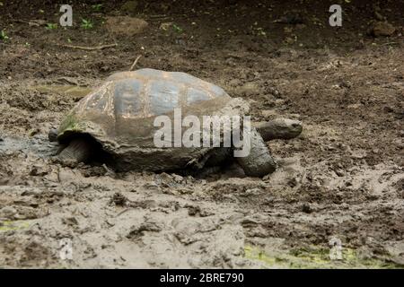 La tortue Galápagos se baignant dans une piscine de la réserve El Chato de Santa Cruz aux îles Galapagos. Banque D'Images