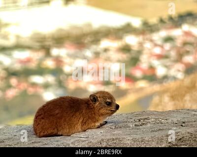 Dassie dans Table Mountain Park, le Cap Banque D'Images