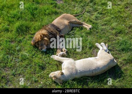 Lion et son lionne blanche se détendant sur l'herbe dans le parc safari Banque D'Images