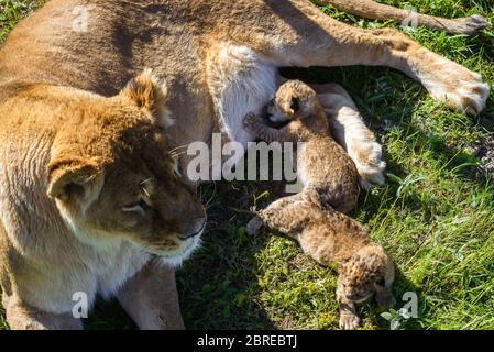 La lionne nourrit ses petits dans le parc safari. Vue de dessus de la lionne allongée avec ses petits oursons de lion dans la faune. Banque D'Images