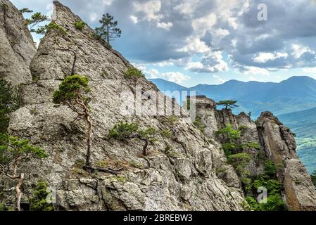 Paysage de montagne de Crimée, Russie. Vue panoramique sur la chaîne de montagnes Demerdji. Paysage des rochers de Crimée avec pins en été. Belle nat Banque D'Images