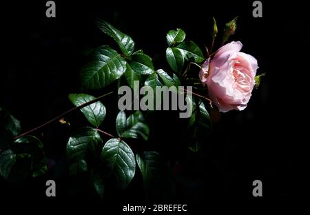 Londres, Royaume-Uni - 21 mai 2020 Rose avec feuilles vertes sur fond noir foncé Banque D'Images