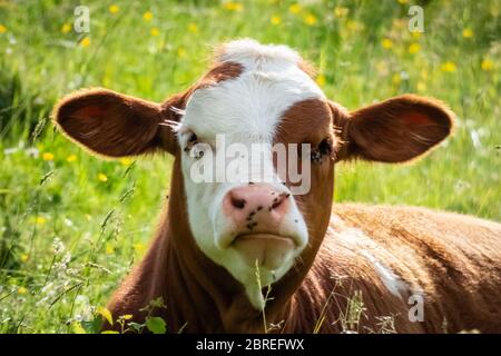 Portrait d'un jeune CUB de vache assis dans l'herbe avec de nombreux moustiques agaçants sur le nez et les yeux. Banque D'Images