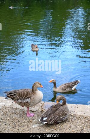 Bernaches grises (Anser anser) sur un lac du parc Kelsey, Beckenham, Grand Londres. Deux oies sur la rive et deux nageurs. Banque D'Images