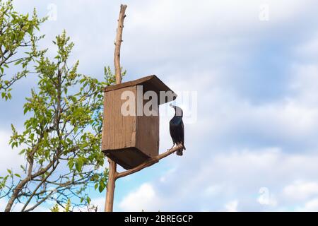 Un Starling est assis sur un birdhouse. Il a de la nourriture pour les poussins dans son bec. Les hommes et les femmes sont tous deux engagés dans l'alimentation des poussins. Banque D'Images